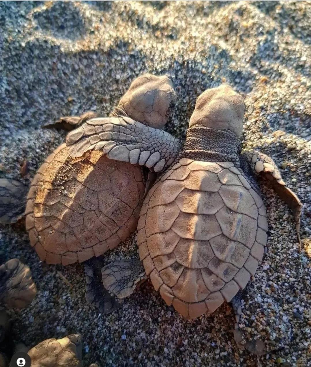 Safio. Una Casa En El Paraiso. Nuqui Luaran gambar