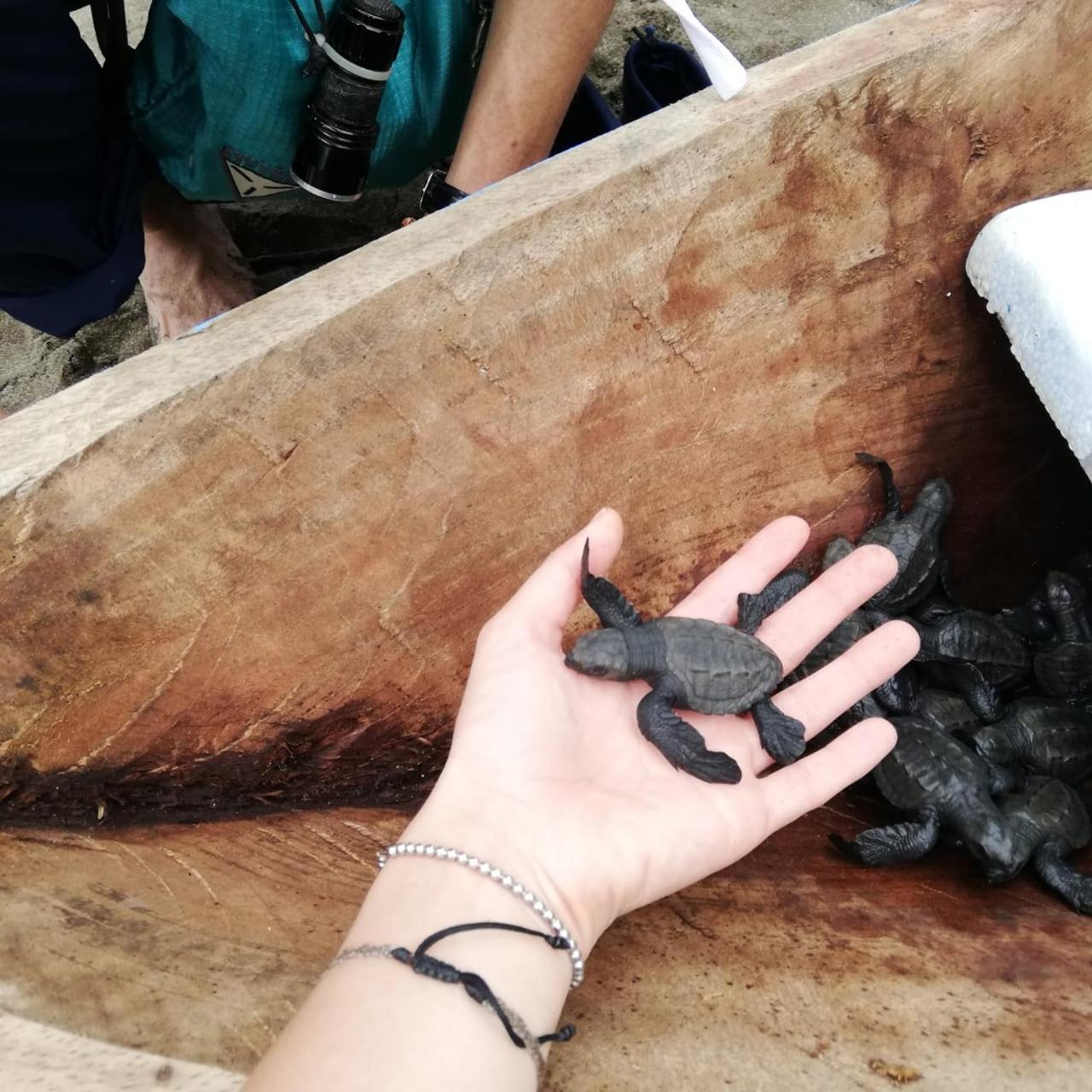 Safio. Una Casa En El Paraiso. Nuqui Luaran gambar