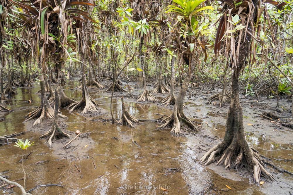 Safio. Una Casa En El Paraiso. Nuqui Luaran gambar