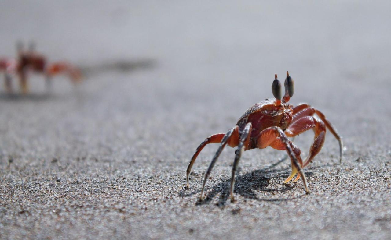 Safio. Una Casa En El Paraiso. Nuqui Luaran gambar