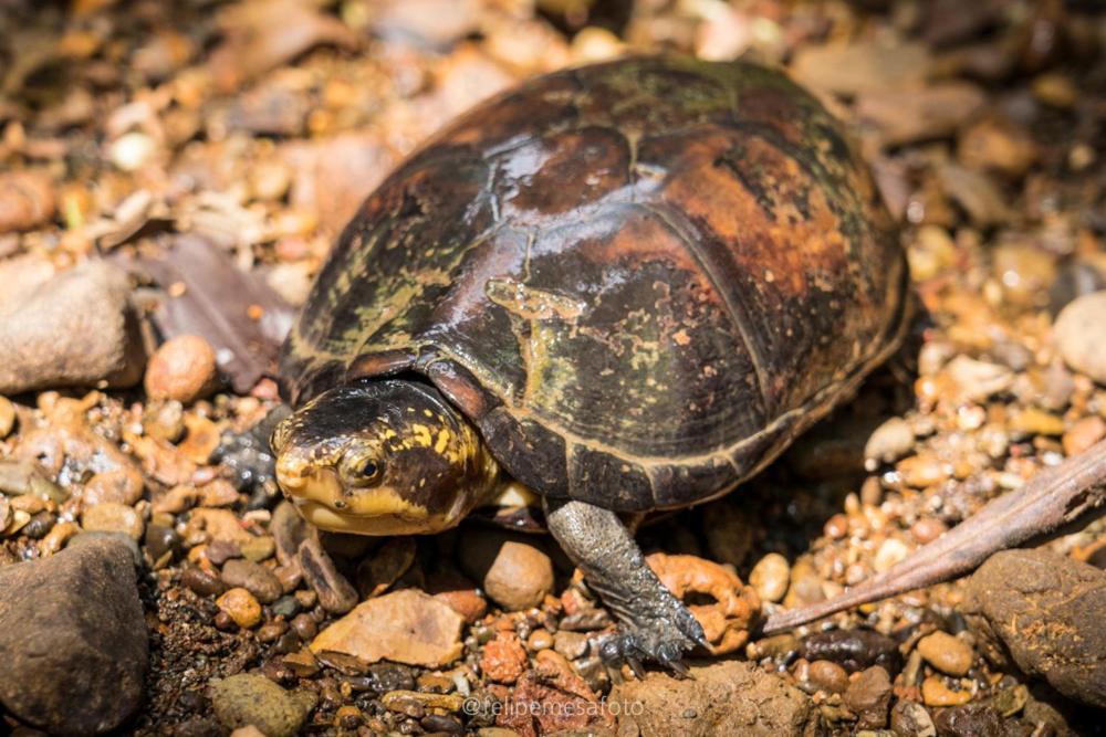 Safio. Una Casa En El Paraiso. Nuqui Luaran gambar