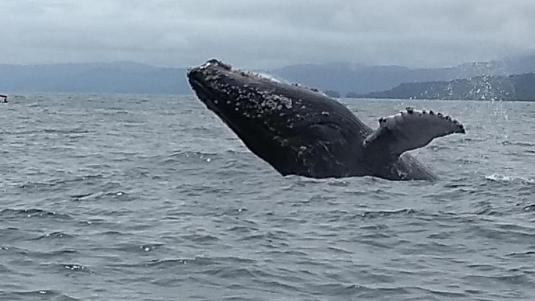 Safio. Una Casa En El Paraiso. Nuqui Luaran gambar